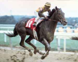 Forego, the all-time leading winner of Eclipse Awards among horses with eight, winning the 1976 Marlboro Cup at Belmont Park with Bill Shoemaker up.