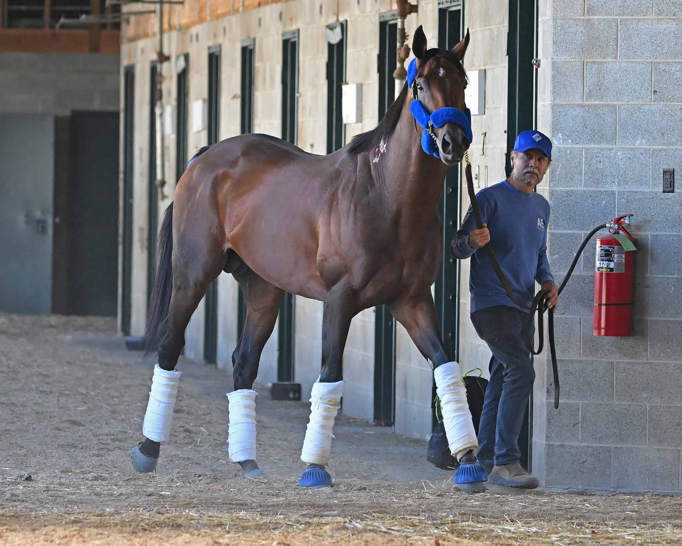 Flightline Arrived at Keeneland on October 23 for a start in the November 5 Grade 1 Breeders’ Cup Classic.